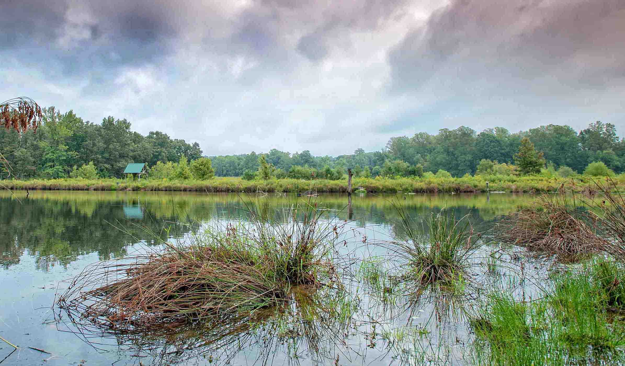 Can ecosystem restoration help save the planet?