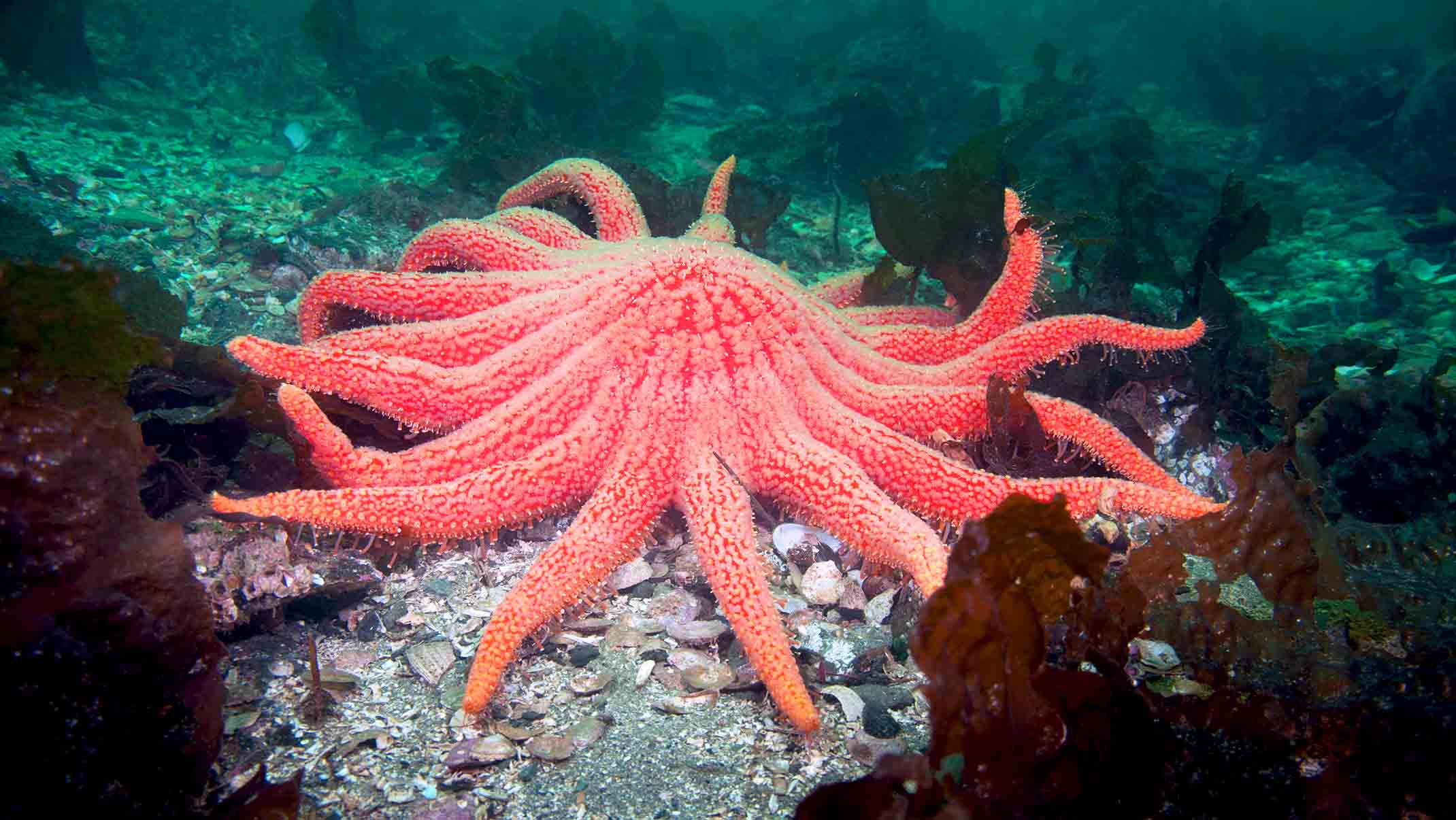 Sunflower sea star in the ocean