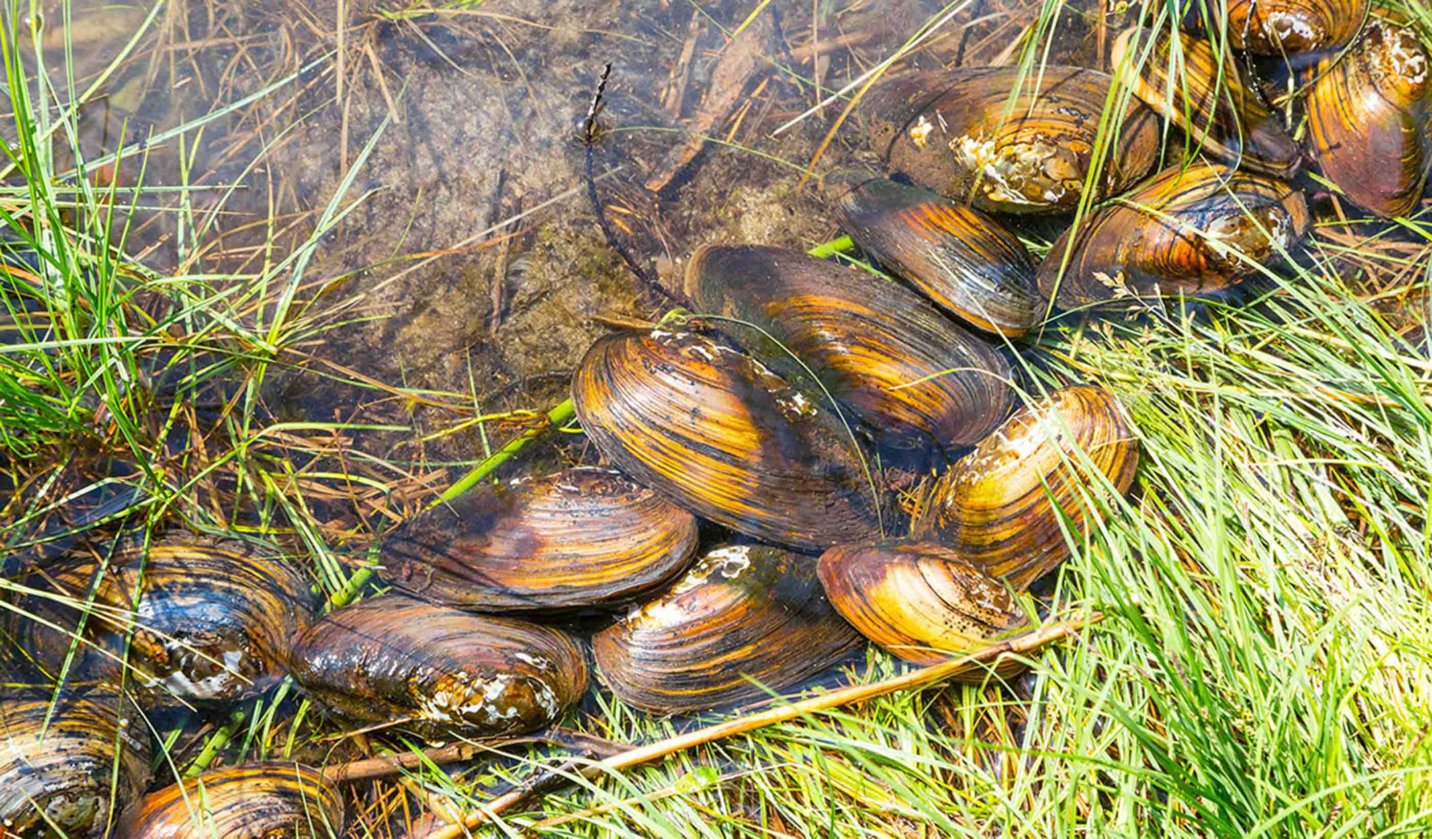 Invasive Mussels Threaten Drinking Water | Whatcom Watch Online