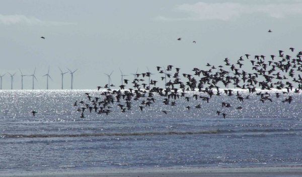 Wildlife and Offshore Wind