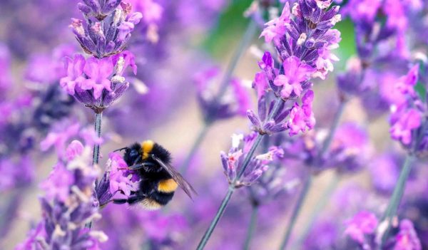 Bee pollinating herbal lavender flowers in a field. 