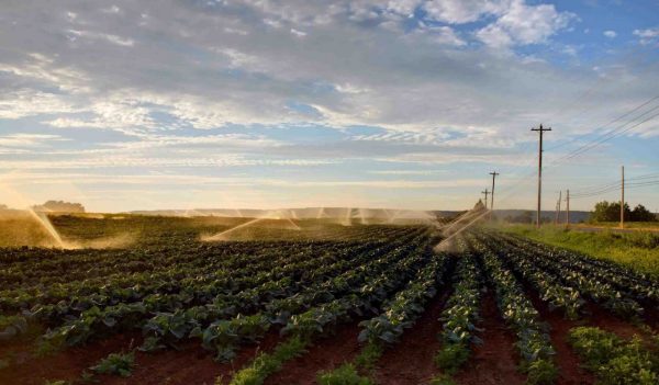 Irrigation watering of a crop with power transission lines in the background.