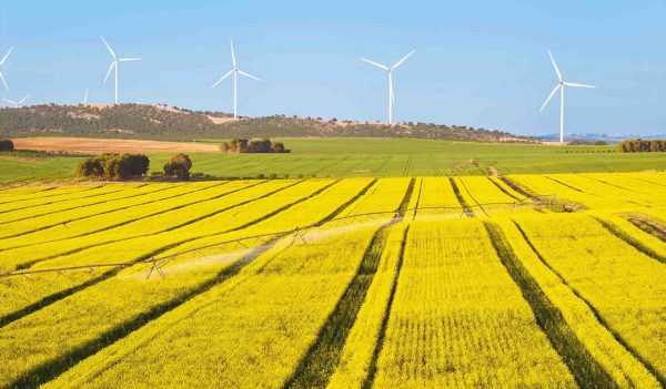 Aerial view of a vast field of yellow canola (Brassica napus) under a clear blue sky, with an irrigation system watering the crops. In the background, several modern wind turbines stand tall on a hill