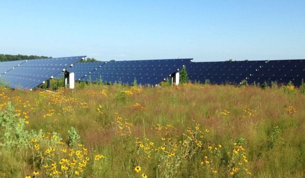 Solar panels with plantings around