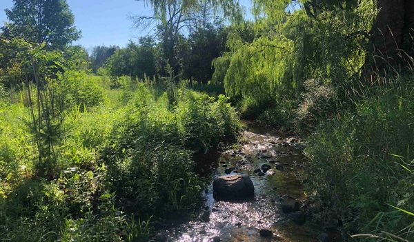 Image of Stream, Rocks & Flora